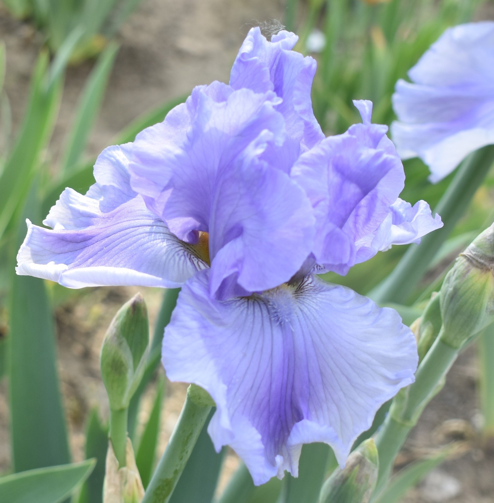 'Misty Twilight' ﻿ Tall Bearded Iris Rhizome PRE-SALE to Ship Aug/Sept gallery