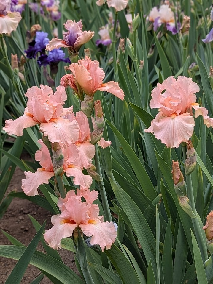 'Cheyenne Sky' Tall Bearded Iris Rhizome PRE-SALE to Ship Aug/Sept gallery