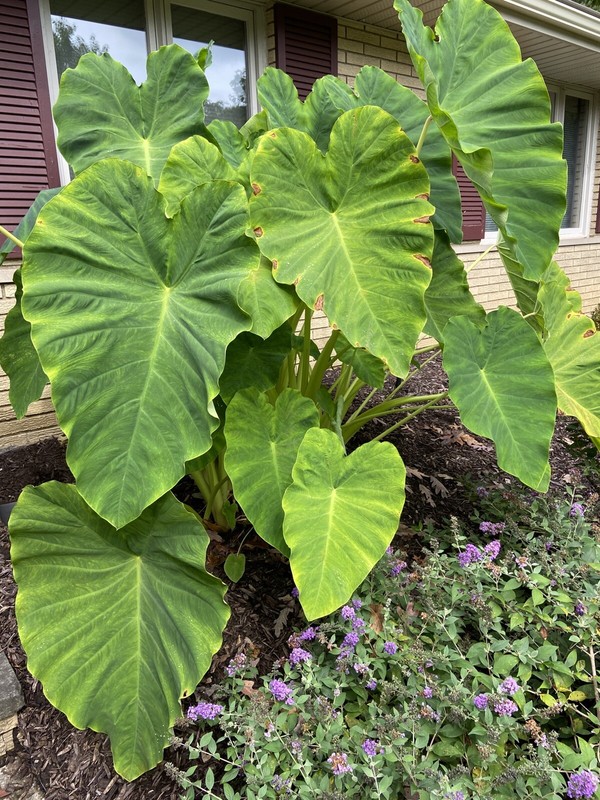 2 LARGE size Elephant Ear Bulbs....SPRING SALE! gallery
