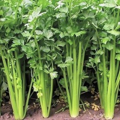 3000 Chinese Celery Seeds Small Leaf Celery Herb Seeds for Home Garden