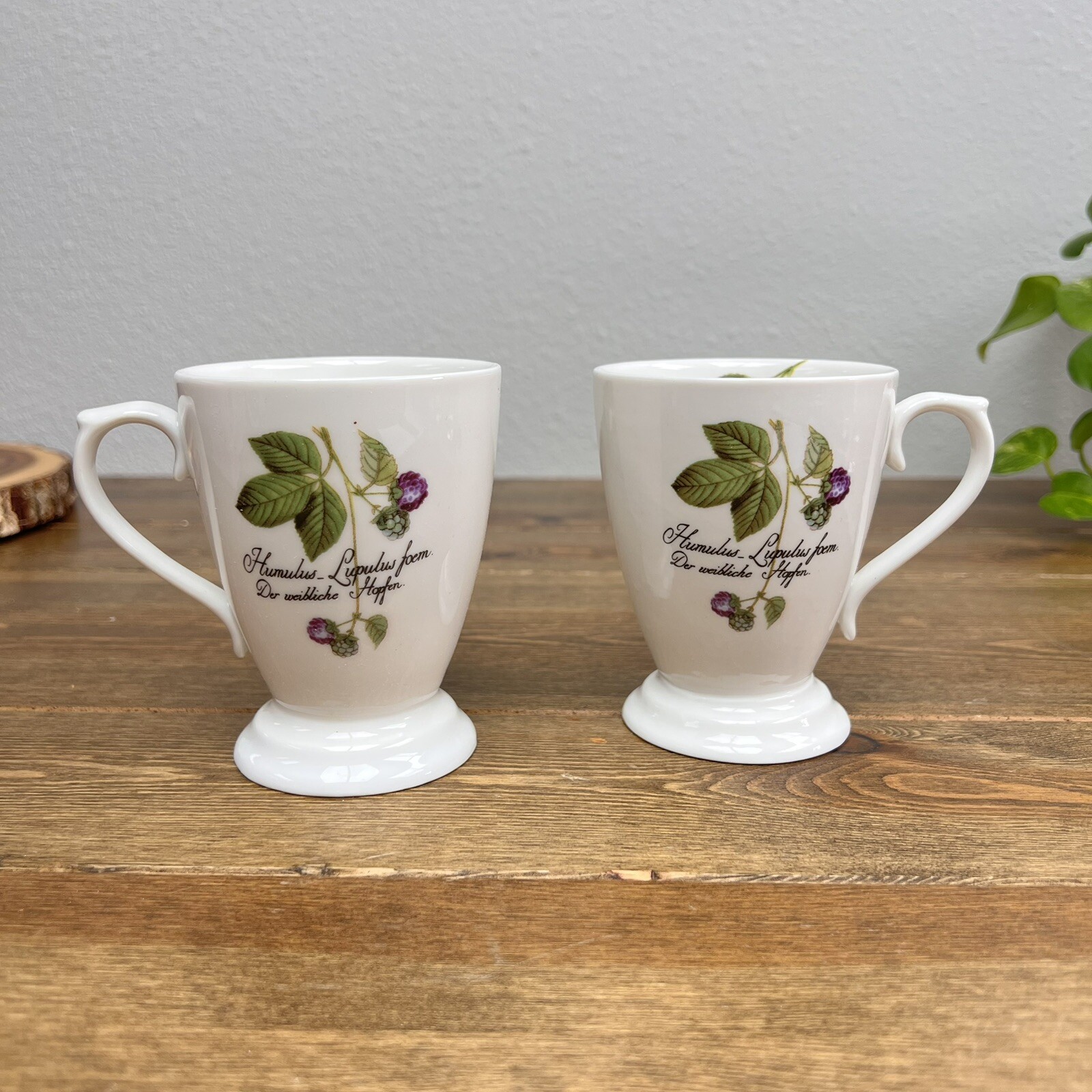 Humulus lupulus botanical coffee mug set of 2 New gallery