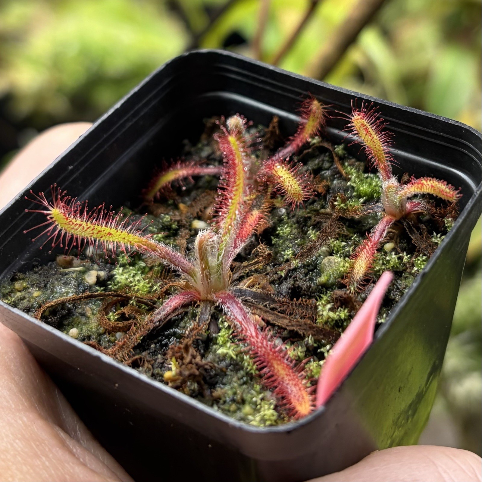 Drosera Villosa Carnivorous Sundew Cool South American Species gallery