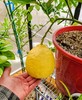 Giant Lemon Tree Grow 5LB LEMONS- 32"-44" Ponderosa Lemon Tree In 12" Tall Pot gallery