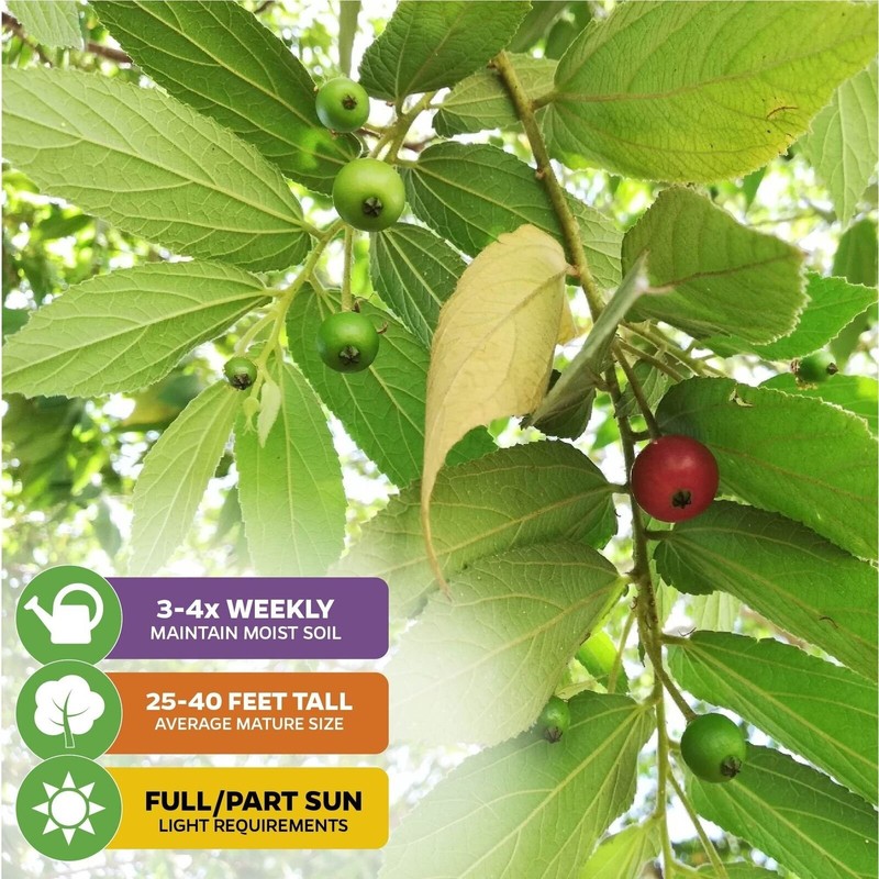Red Jamaican Cherry (Strawberry Tree) - Muntingia calabura - Live Plant gallery