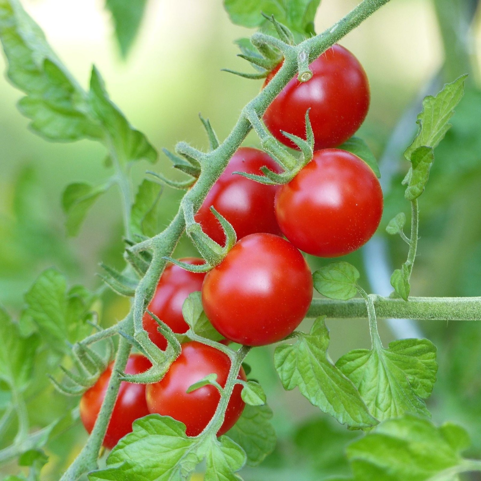 Mr. Fothergill's Tomato Red Cherry Seed Oh Sow Simple, Easy to Grow gallery