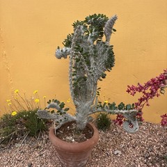 Alluaudia procera CREST