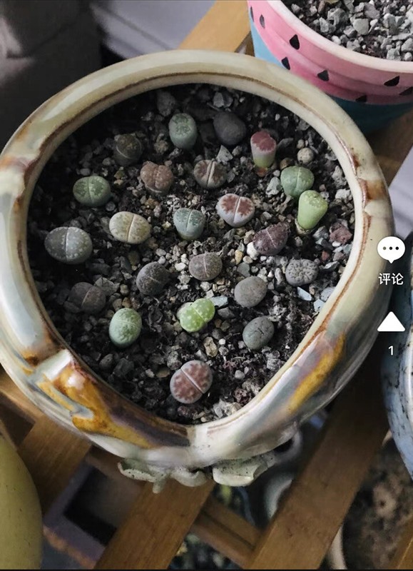 40pc Living stone Lithops succulent plant Size (0.2-0.3)inch bare Root-shipping gallery