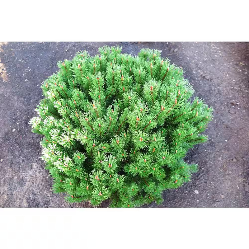 1 Gal Dwarf Mountain Pine Mugo Shrub Easy Care Low Water USDA Zones 3-8 Thrives gallery