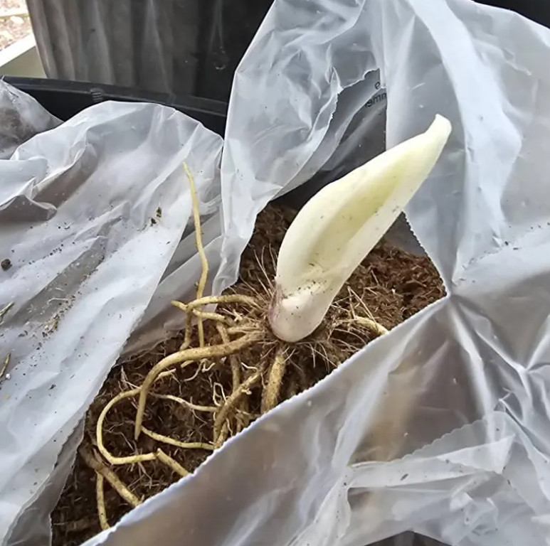 3 White Feather Hosta Bare Root Plants Hardy Shade Garden Perennial Gift Set gallery