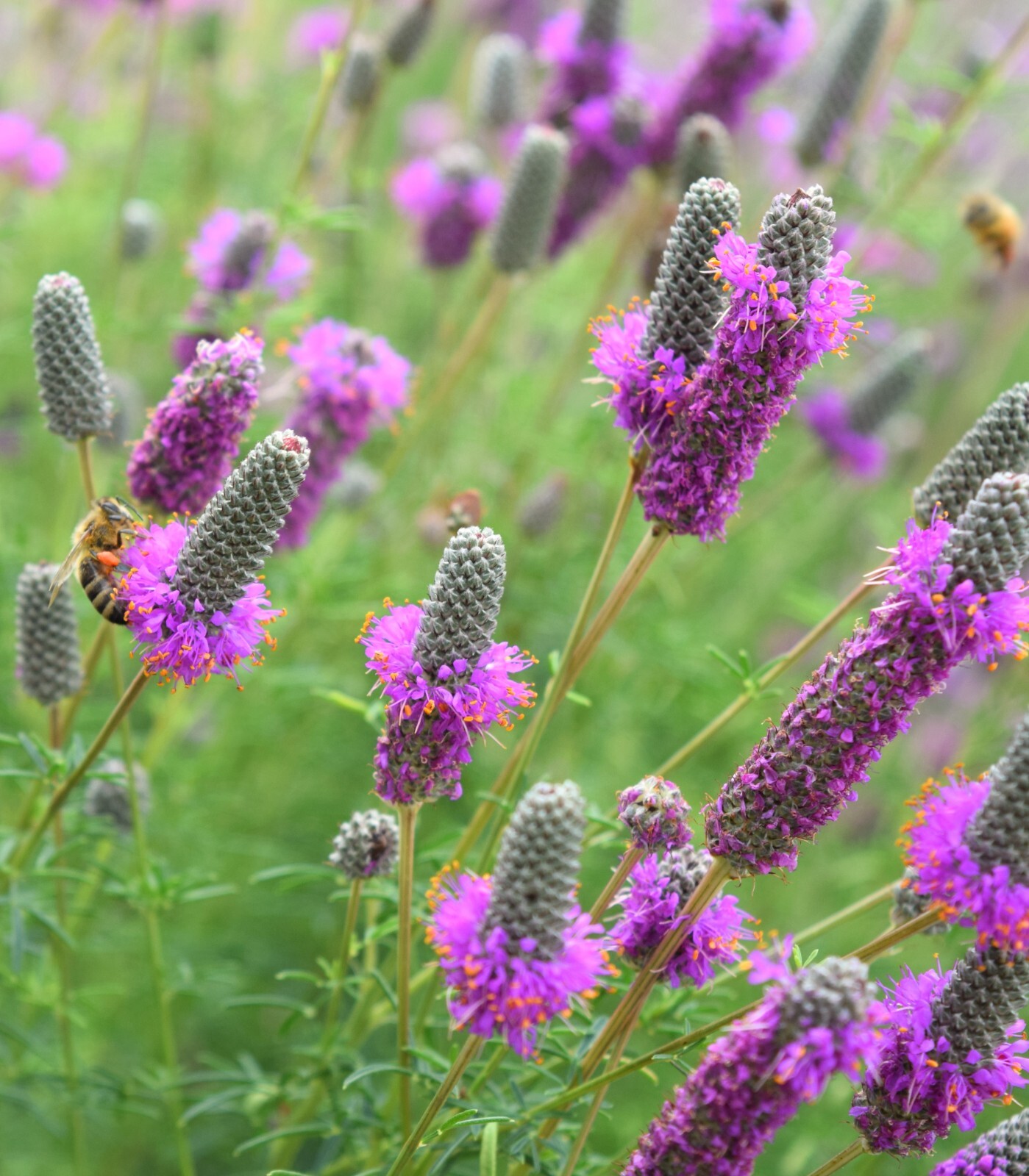Purple Prairie Flower, Violet Prairie Clover, Attracs Pollinators, FREE SHIP gallery
