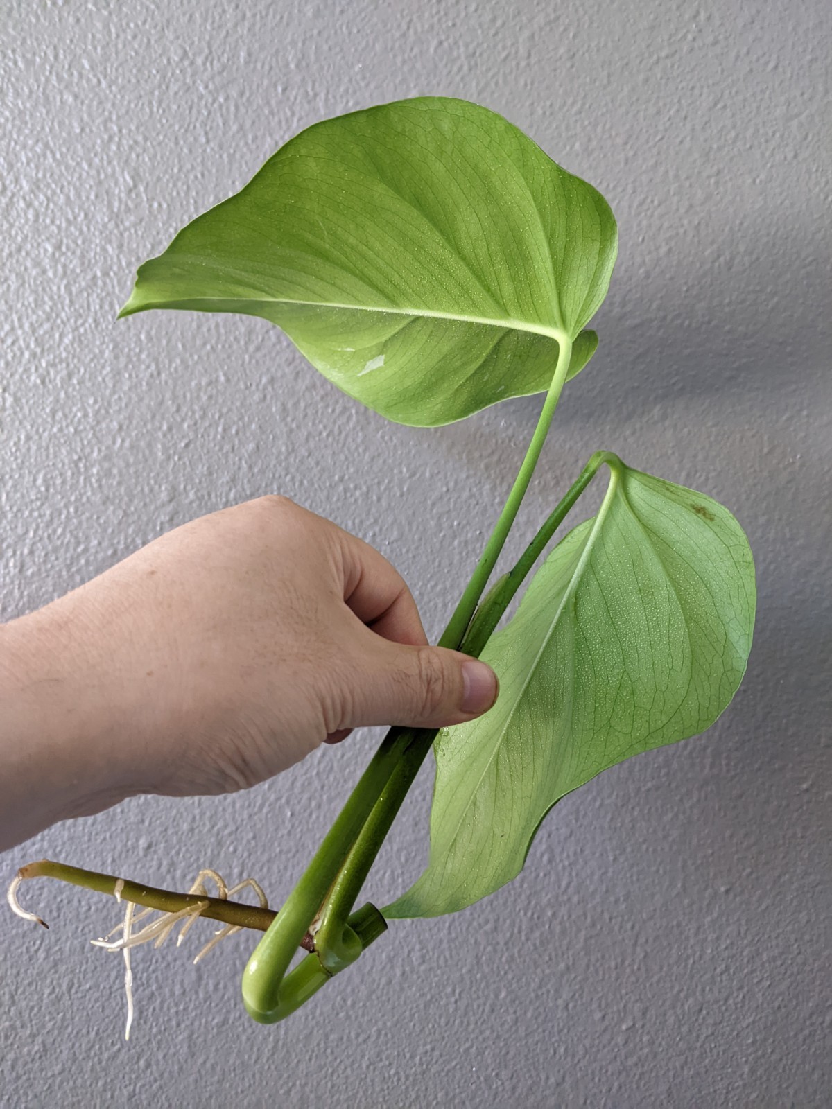 Monstera Albo Deliciosa, Reverted into Swiss Cheese Plant, FREE Shipping gallery