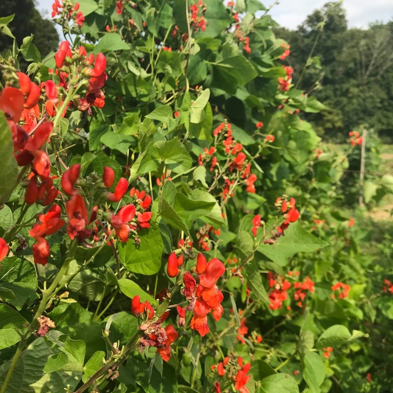 Scarlet Runner Beans, Non GMO - Heirloom, EDIBLE & ORNAMENTAL, AWESOME RED COLOR gallery
