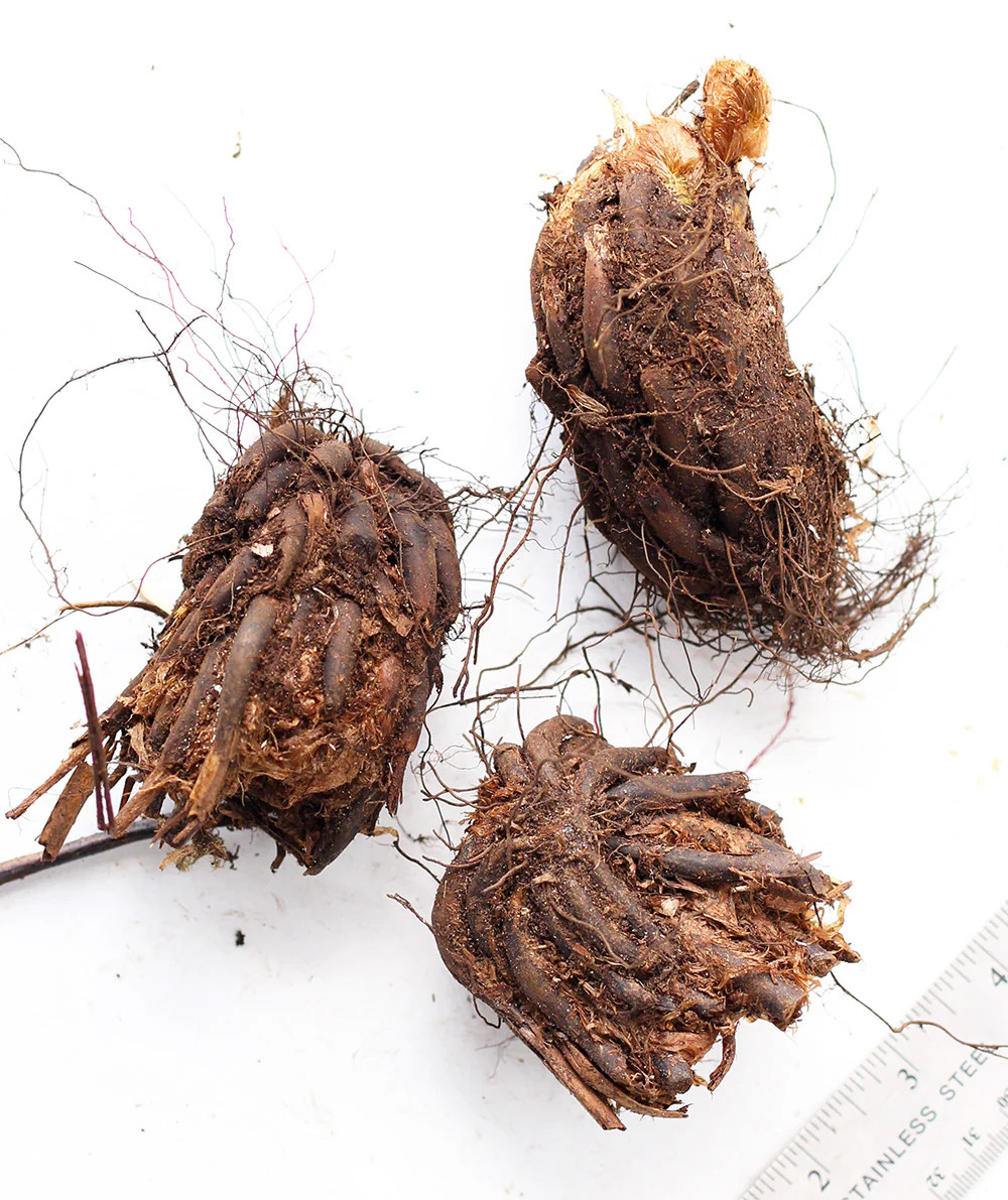 Leatherwood Fern - 3 root divisions gallery