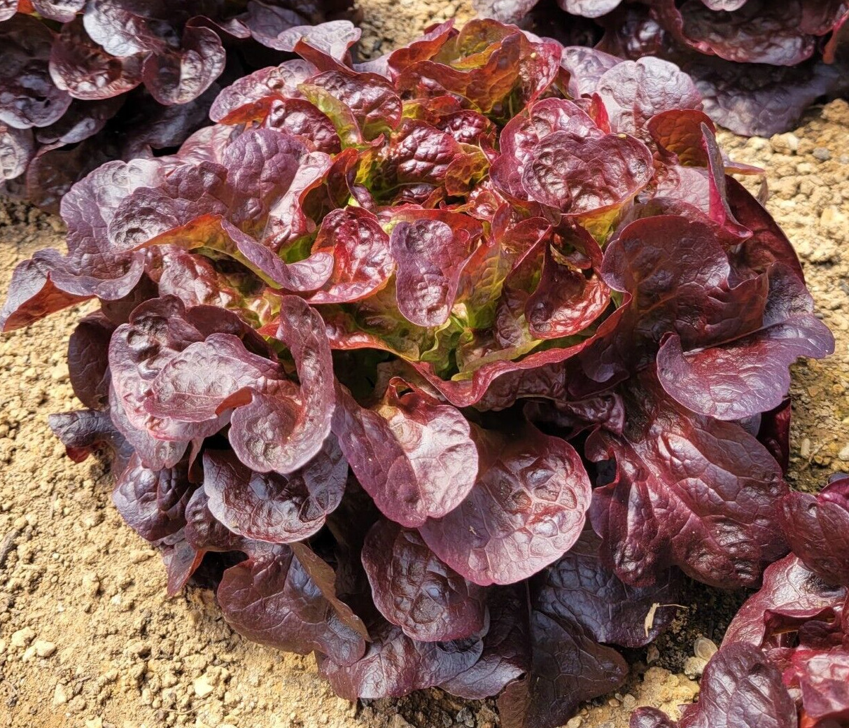 2g Fresh New Harvested Oakleaf Red Leaf Premium Lettuce Seeds-A 87 gallery