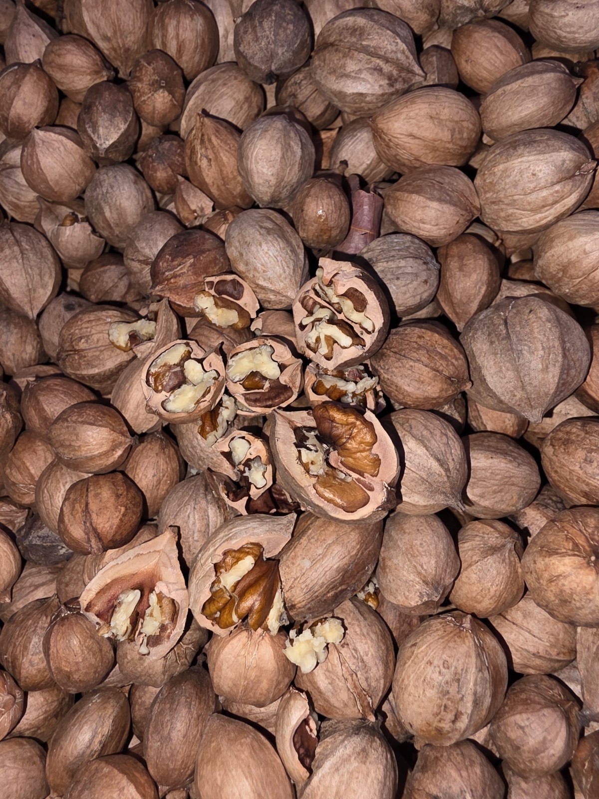 20 Lbs 2025 Organic South Carolina Shellbark Hickory Nuts gallery