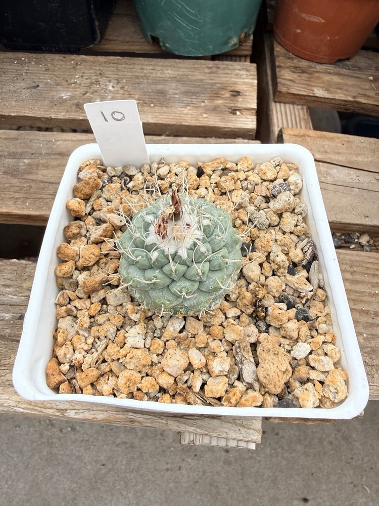 Strombocactus Disciformis Cactus