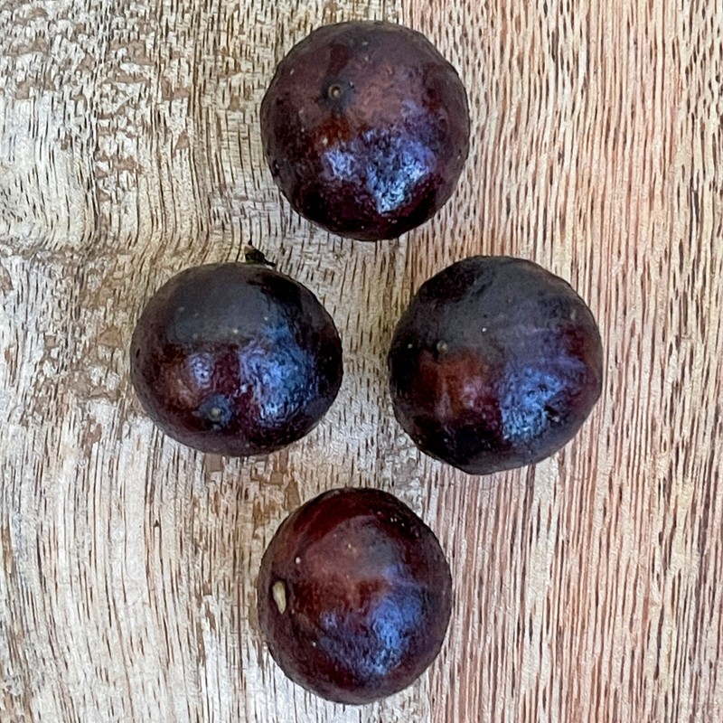 Jaboticaba Plinia Phitrantha Otto Andersen Branca Vinho Jabuticaba Fruit Tree gallery
