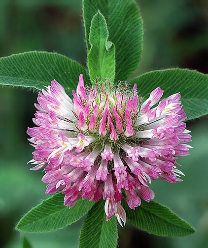 10 LBS RED CLOVER FOOD PLOT SEED FOR DEER, TURKEY, WILDLIFE, COATED SEED gallery