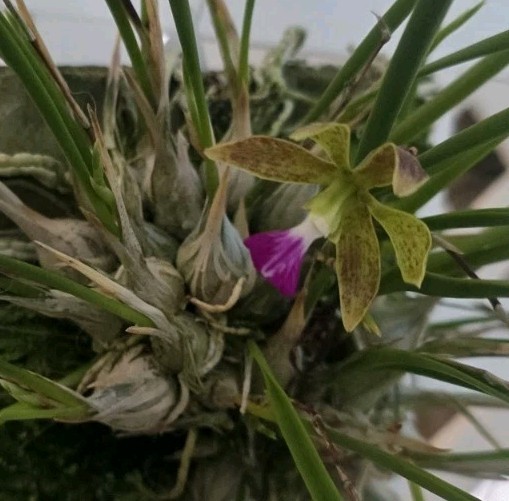 Encyclia bracteata bs established on driftwood