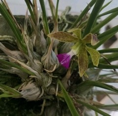 Encyclia bracteata bs established on driftwood