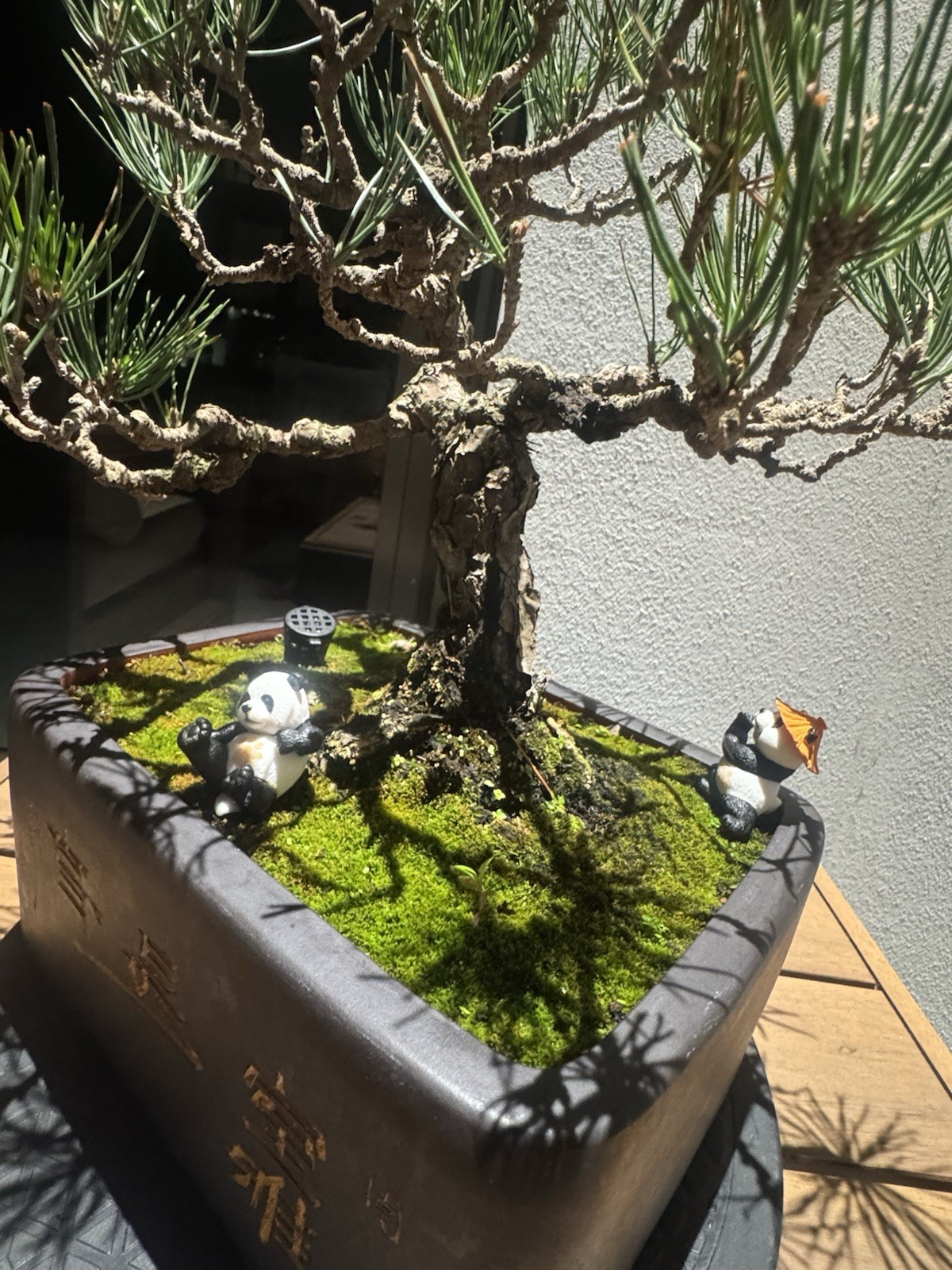 Japanese Black Pine, Bonsai Tree. Outdoor Evergreen At least 15 Years From JP gallery