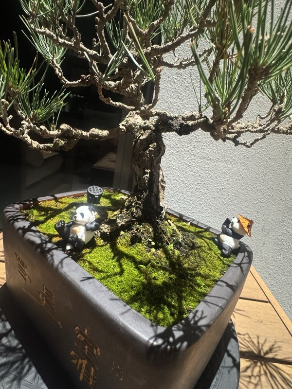 Japanese Black Pine, Bonsai Tree. Outdoor Evergreen At least 15 Years From JP gallery