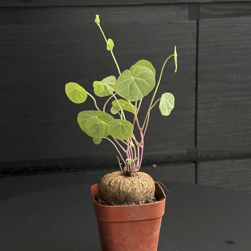 3-4CM Succulent Cactus Plant Stephaniacepharantha Hayata Cactaceae Garden Plant gallery