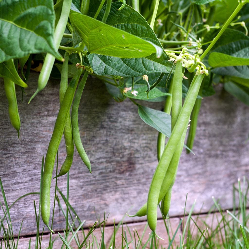 Jade ll Bush Green Bean Seeds, Stringless Treated. FREE SHIPPING! gallery