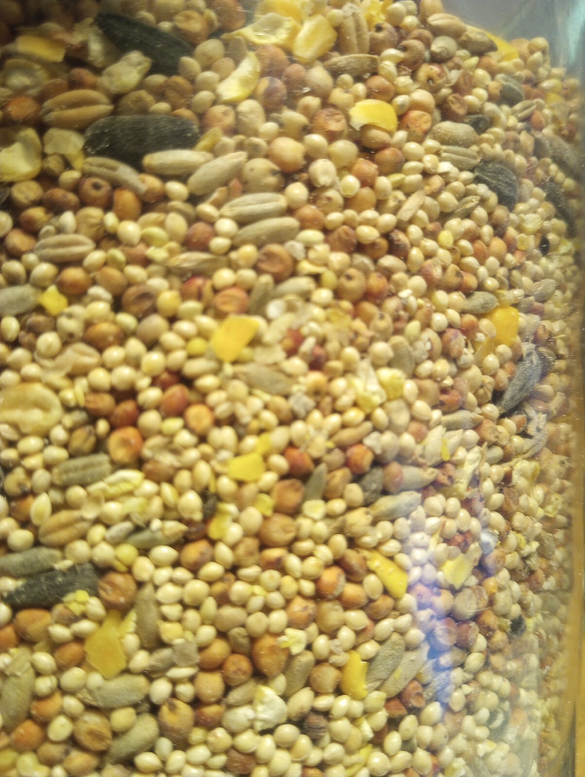 5lbs Birdseed/Rye/Millet Berries Grain Spawn Mushroom Substrate gallery