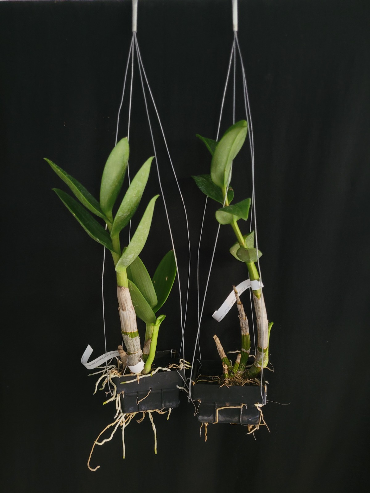 Dendrobium BLO Twist and Curls gallery