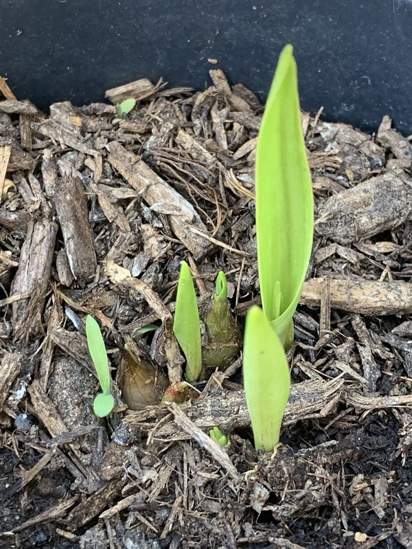 Tuberose Fragrance Double. 1 Clump, Bulbs 7+ baby’s L/ XL rooted Ready To Plant gallery