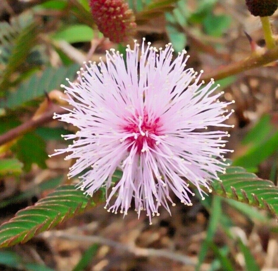 SENSITIVE PLANT Seeds BULK *FREE Shipping!* Mimosa pudica Herb Shy Plant Seeds gallery