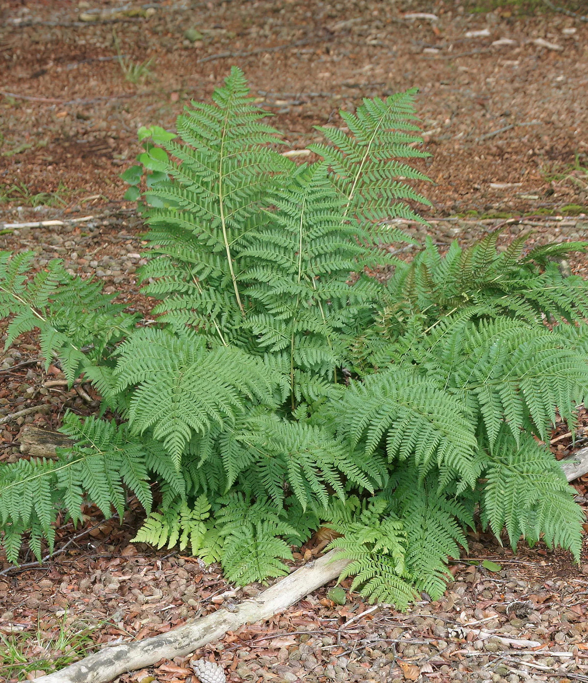 Lady Fern - 3 root divisions gallery