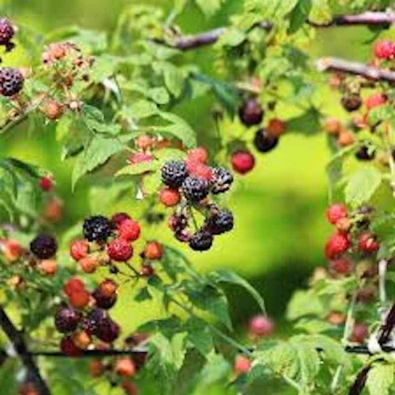 5 Cumberland Black Raspberry Starter Plug Rubus occidentalis gallery