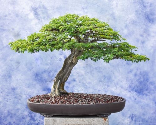 20 Brazilian Rain Tree Seeds | Pithecellobium tortum | Rare Bonsai Seeds gallery