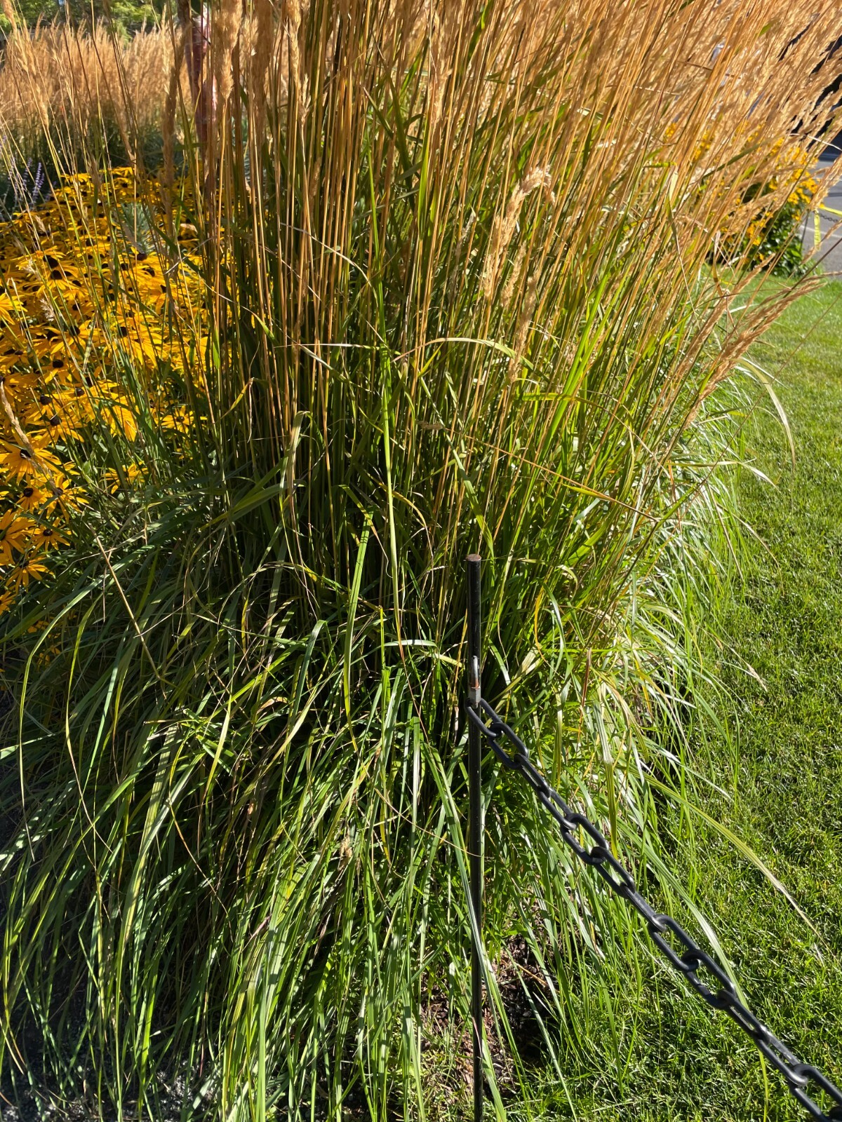 Calamagrostis x acutiflora | Feather Reed Grass | 20 Seeds gallery