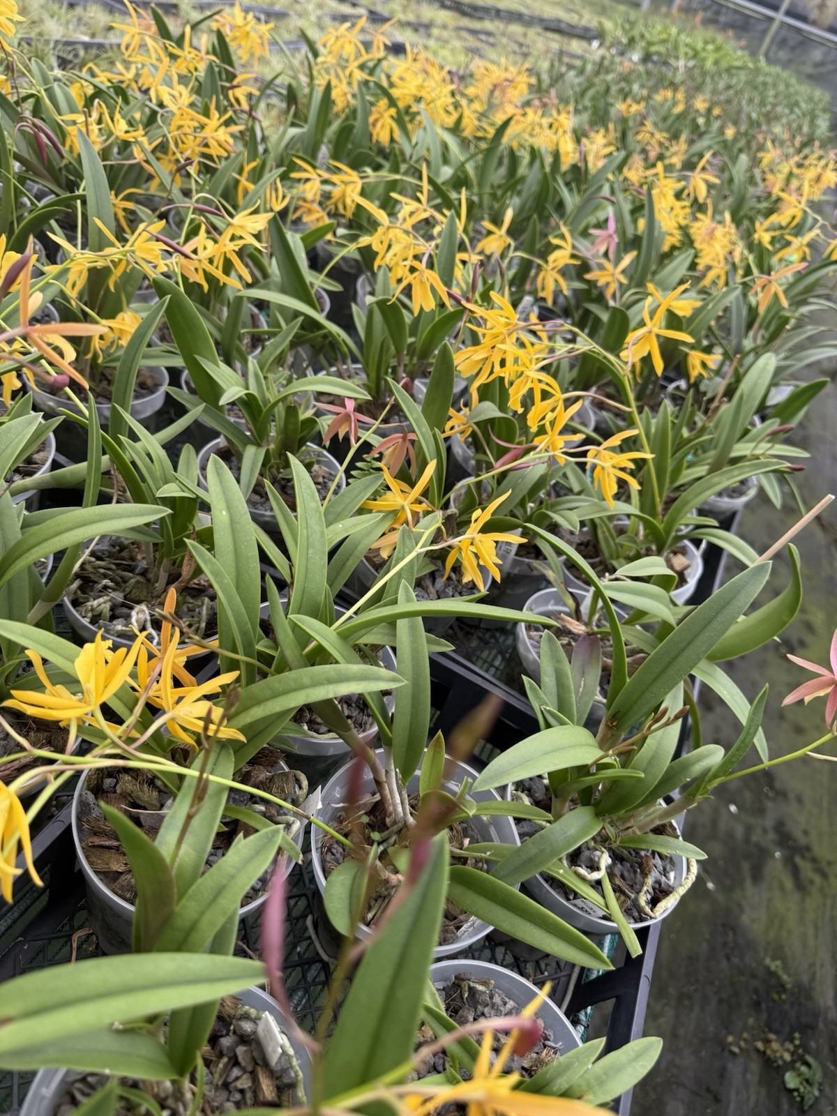 Vaughnara Fiftieth Anniversary Richard Mueller Hybrid Orchid plant 4” FRAGRANT ~ gallery