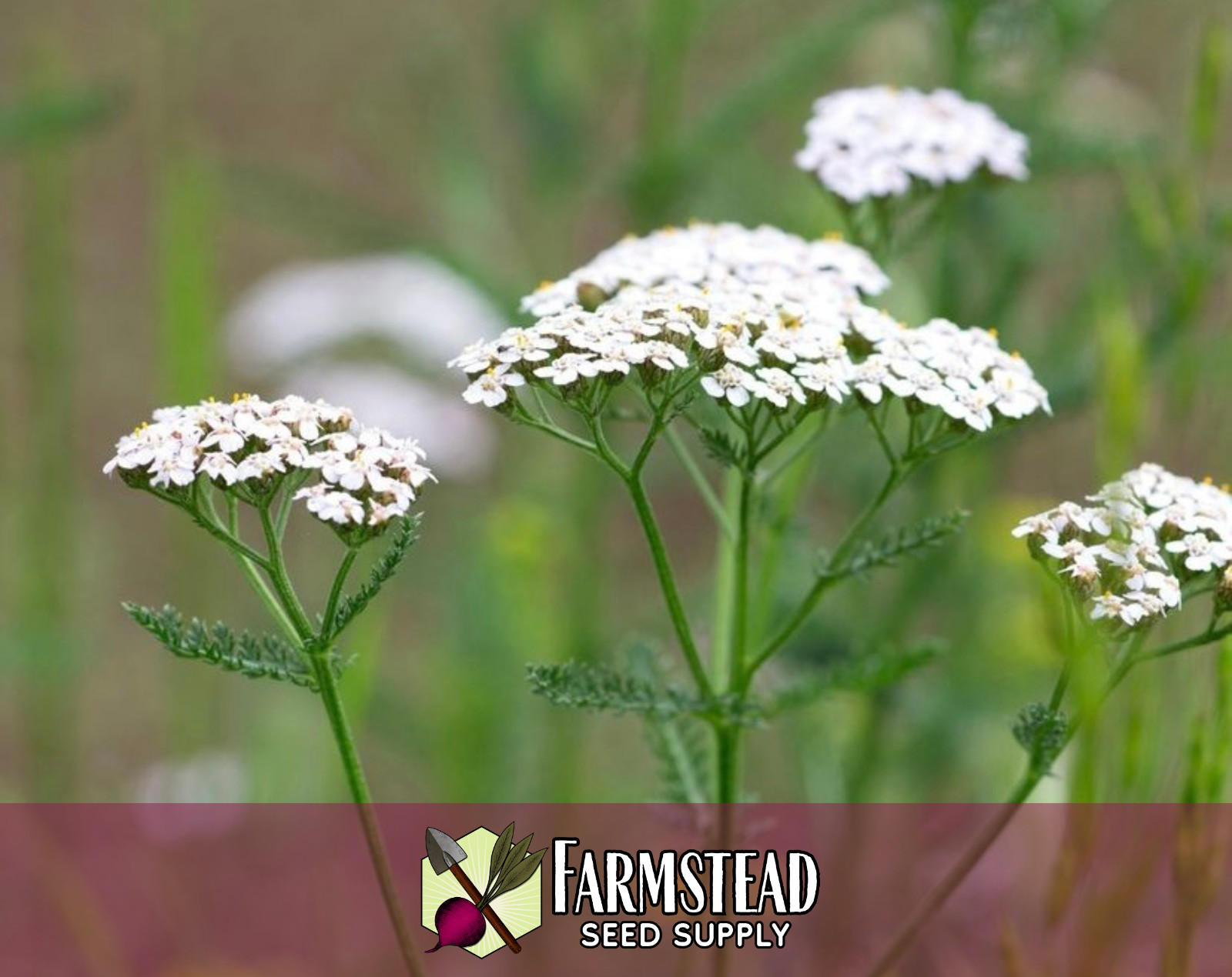 15800+ White Yarrow Seeds, Native Perennial Wildflower Plant Seed for Gardening gallery