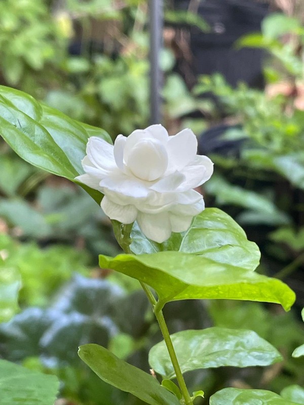 Malitodd Pikul jasmine sambac gallery