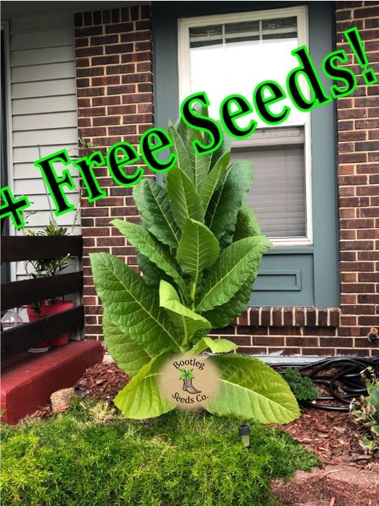 HUGE LEAF Golden Burley - Heirloom Tobacco Seeds - 1000 Seeds + 500 FREE SEEDS! gallery
