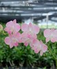 Dendrobium Burana Peach 2.8" gallery