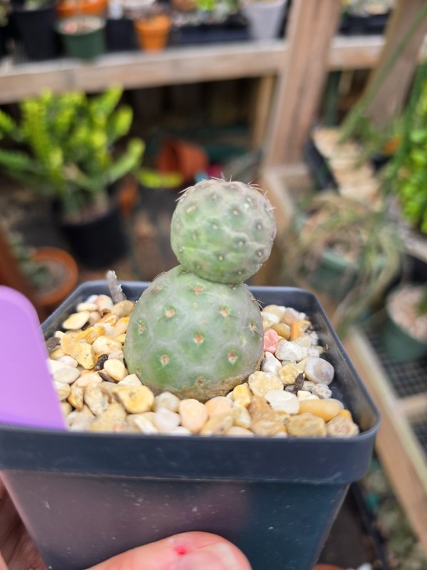 Tephrocactus Geometricus Rare Succulent Live Plant gallery
