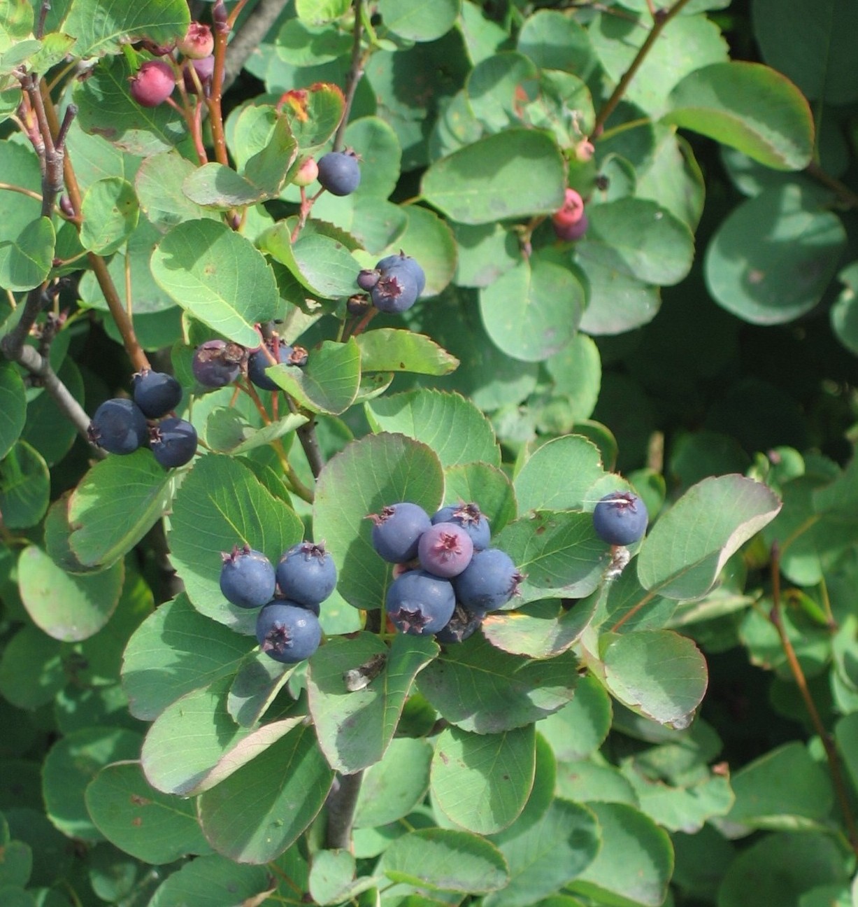 Saskatoon Serviceberry, Amelanchier alnifolia, Seeds gallery