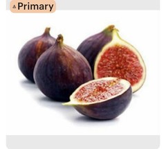 Beer’s Black Fig Tree SMALL ROOTED Starter Plant ~Ficus carica