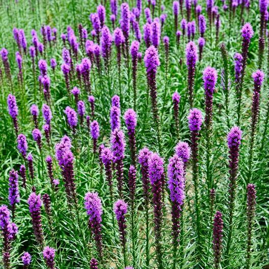 GAYFEATHER (Marsh Blazingstar) CutFlowers Perennial Honeybees Non-GMO 300 Seeds gallery