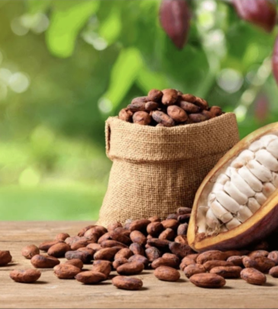 raw whole cocoa seed-1lb. 100% natural gallery