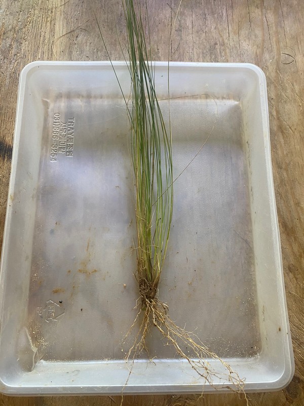 LIVE MEXICAN FEATHER GRASS 10 STARTER PLUGS, STIPA, HARDY, ORNAMENTAL US SELLER gallery