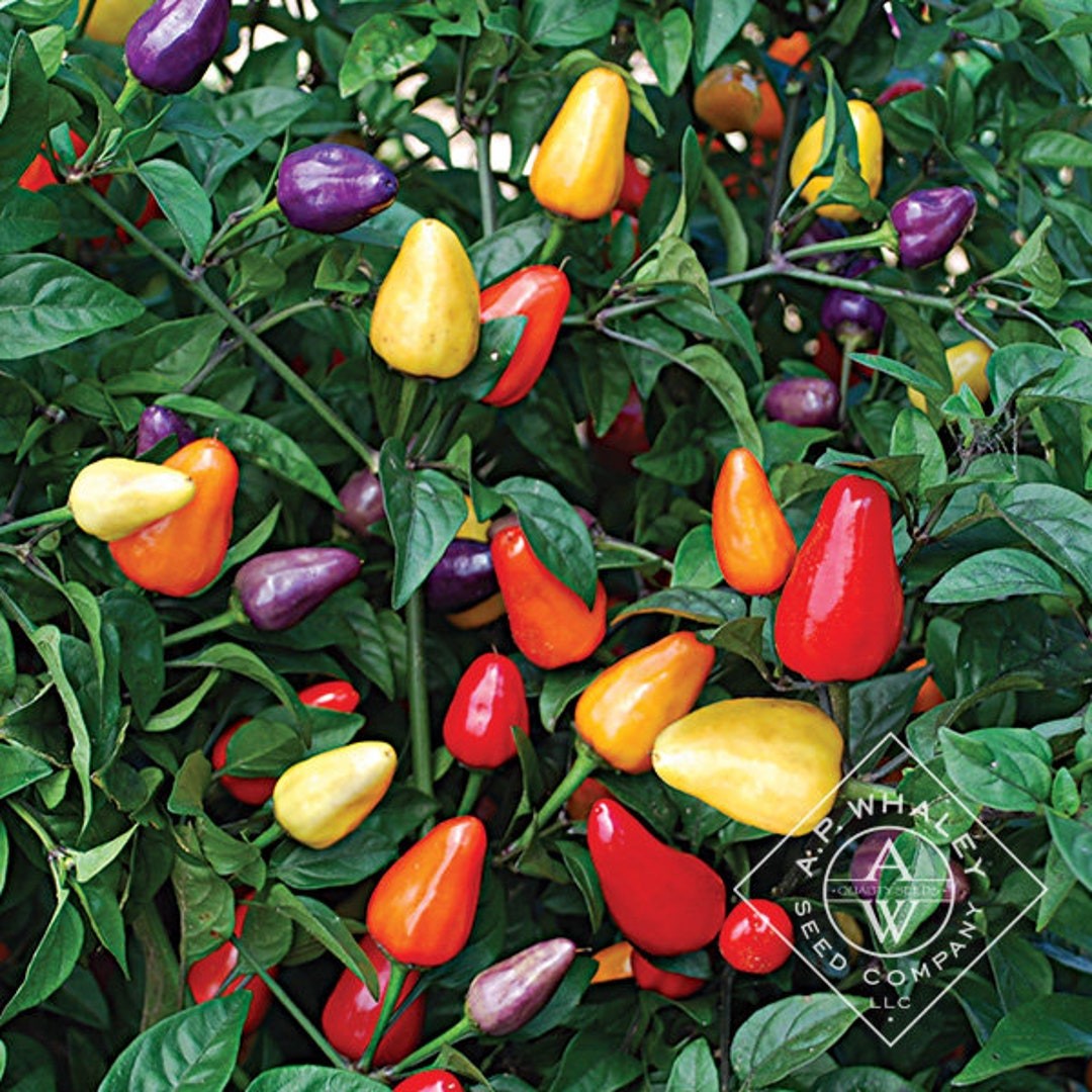 Chinese five Color Hot Pepper. 10 Seeds Free Shipping! gallery