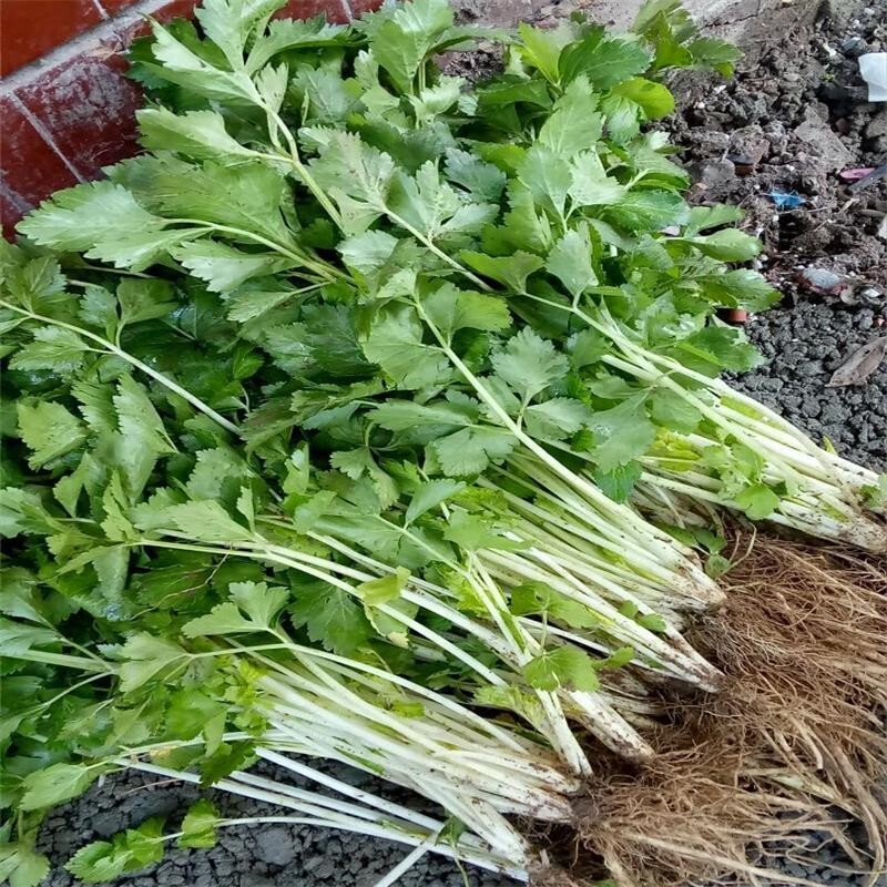RARE✿ Heirloom White Stem Celery 50+ Seeds ● gallery
