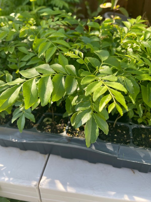 Curry Leaf (Murraya koengini) Potted live starter plant anywhere from 4-6" gallery